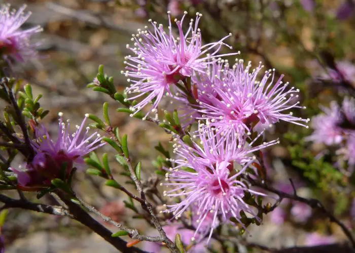 Kunzea (Kunzea)