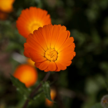 Calendula