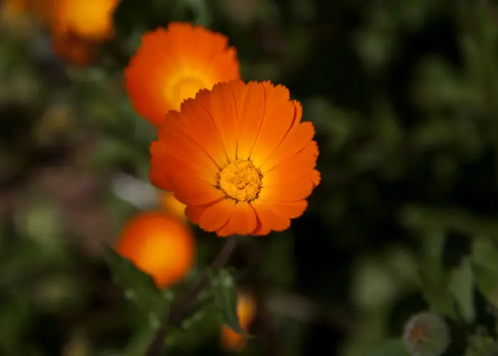 Calendula (Marigold)