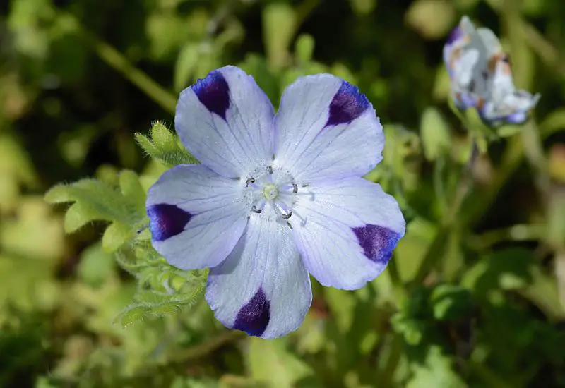 Nemophila Baby Blue Eyes A To Z Flowers