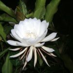 Epiphyllum