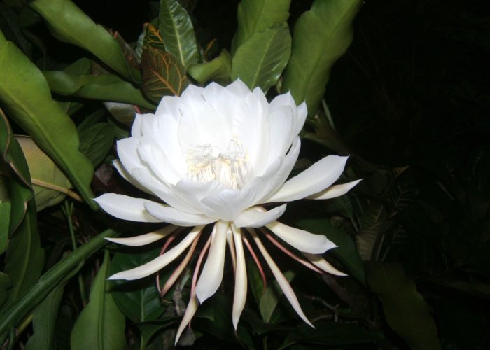 Epiphyllum (Orchid Cactus)