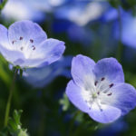 Nemophila