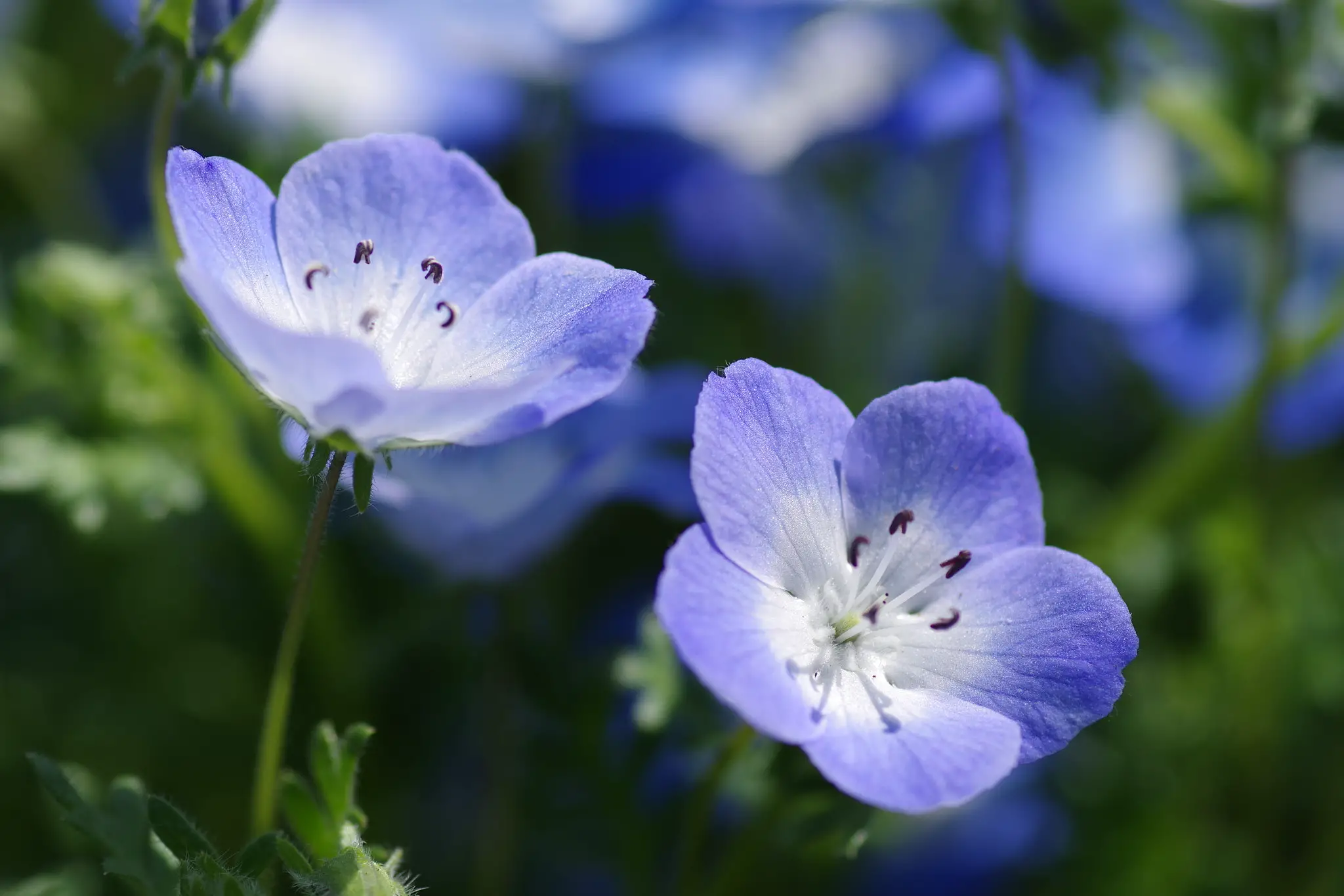 Nemophila (Baby Blue Eyes) | A to Z Flowers