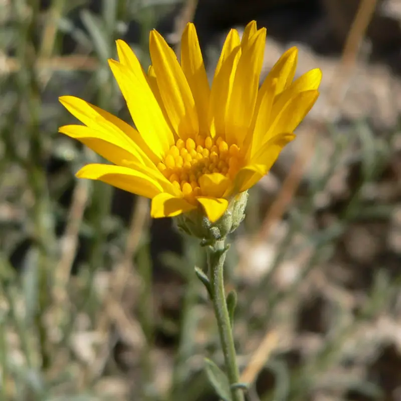 Flowers that start with letter X A to Z Flowers