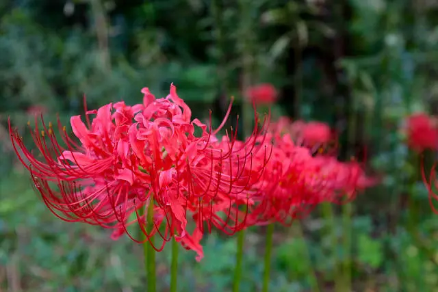 Lycoris (Spider Lily) A to Z Flowers