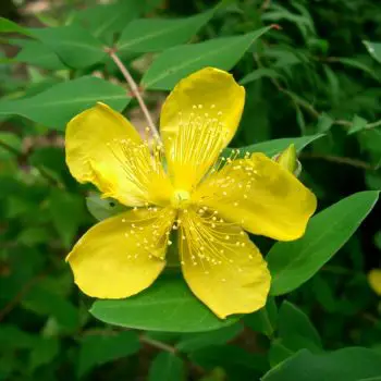 Hypericum