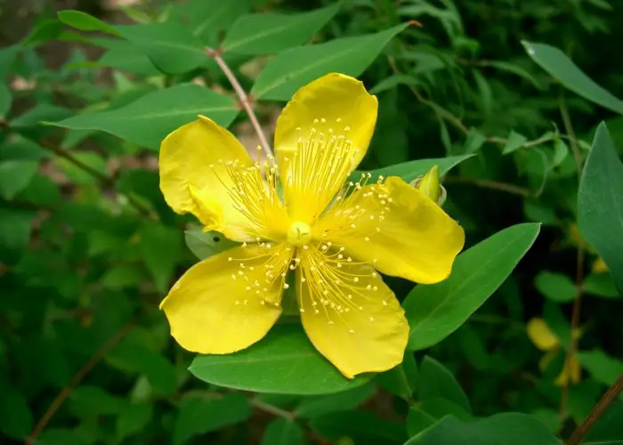 Hypericum (St. John’s Wort)