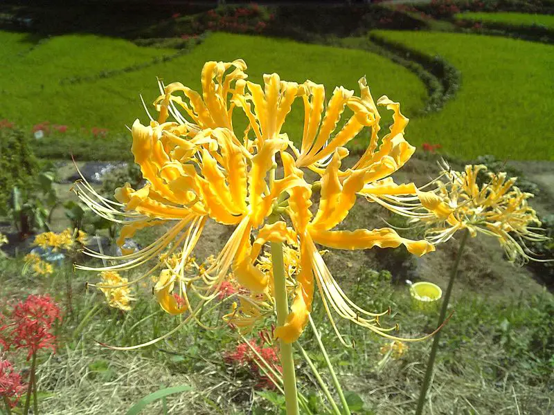 Lycoris (Spider Lily) A to Z Flowers