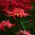 Lycoris