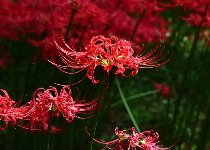 Lycoris (Red Spider Lily)