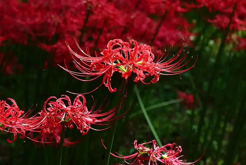 Red Spider Lily Wallpapers  Wallpaper Cave