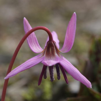 Erythronium