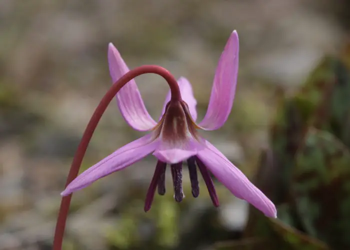 Erythronium (Fawn Lily)