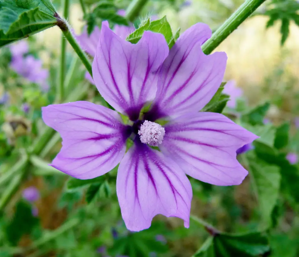 Malva Mallow A To Z Flowers