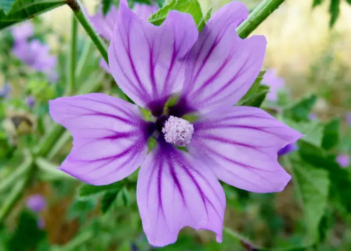 Malva (Mallow)