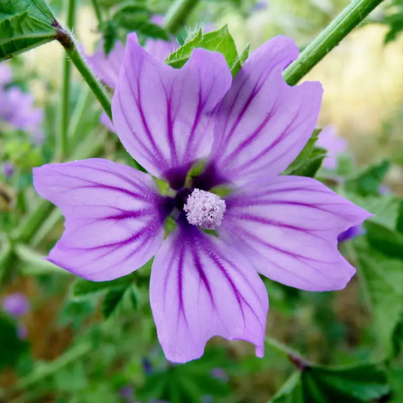 Flowers that symbolize Protection A to Z Flowers