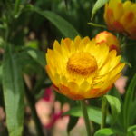 Xerochrysum