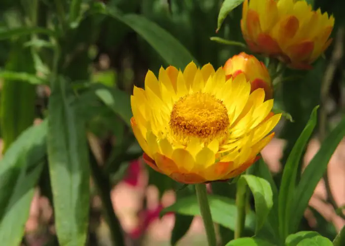 Things you find in your house, garage, or yard - Alphabetic - #2 - Page 53 Xerochrysum_bracteatum_golden_everlasting_flower_or_strawflower_at_Mannavan_Shola_Anamudi_Shola_National_Park_Kerala_10-700x500