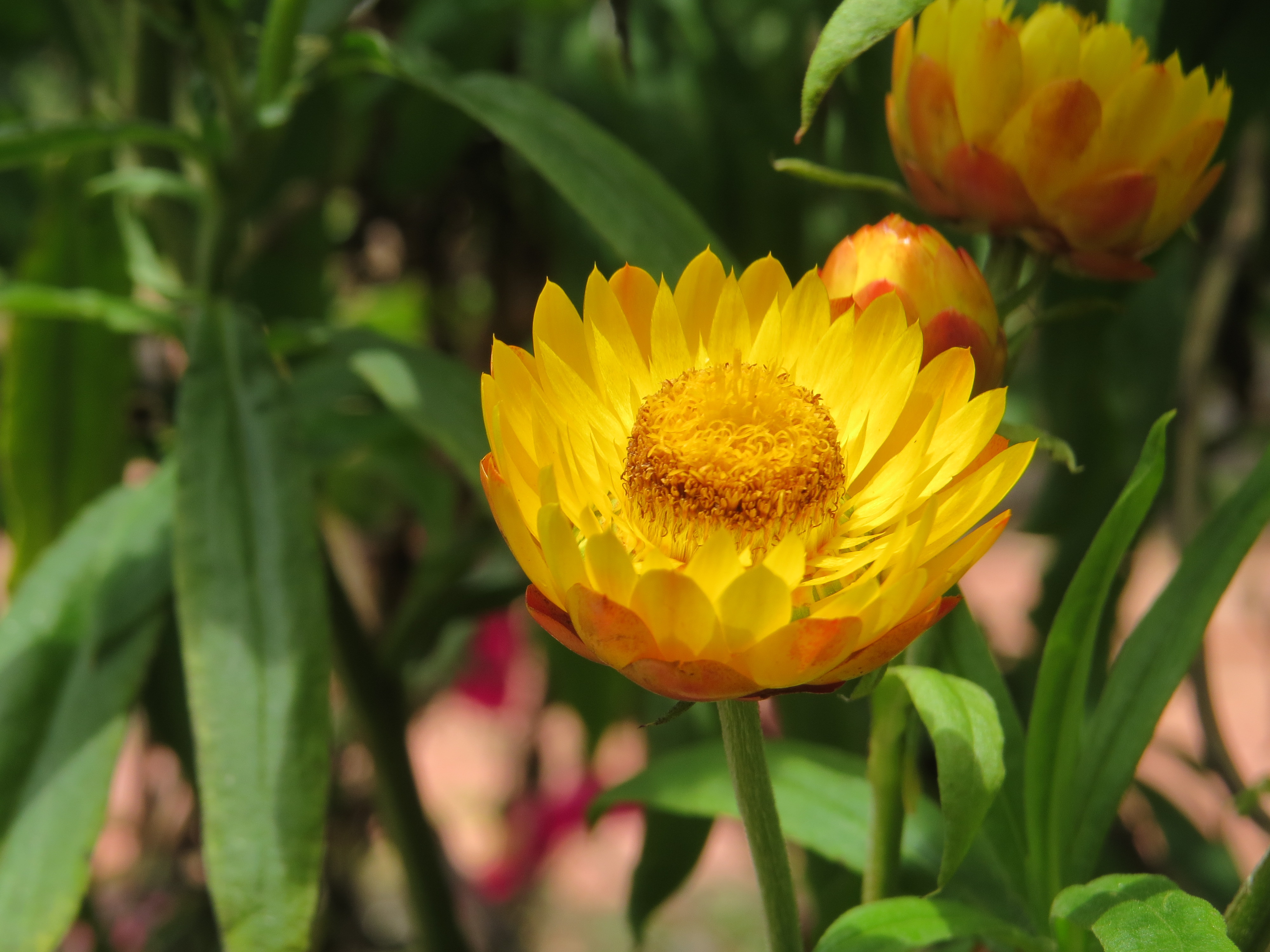 Plants that start with x