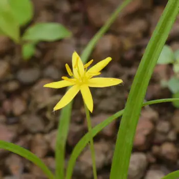 Hypoxis