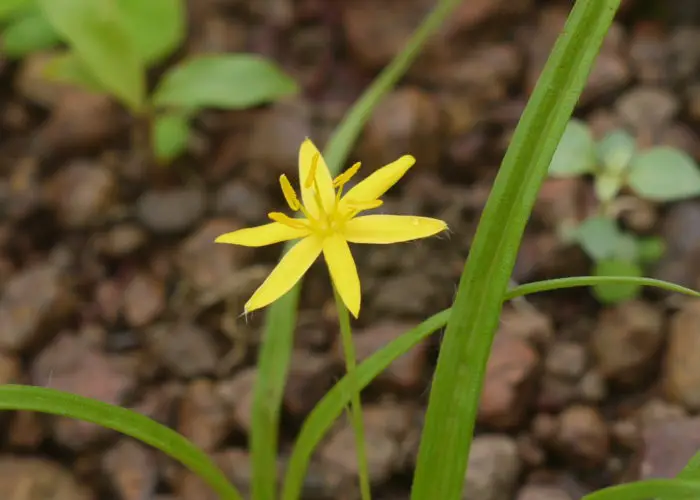 Hypoxis (Star Grass)