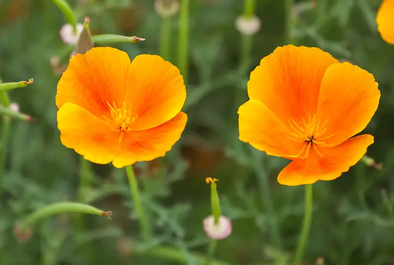 Eschscholzia Golden Poppy A To Z Flowers