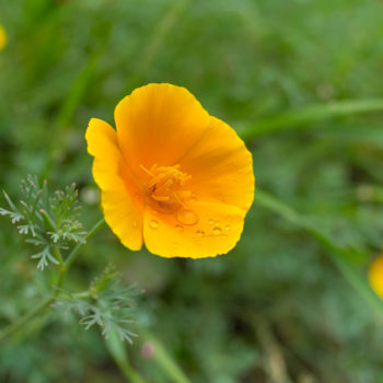 Eschscholzia