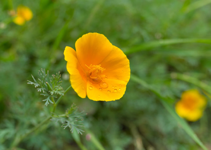 Eschscholzia (Golden Poppy)