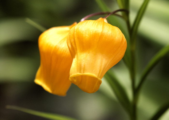 Sandersonia (Christmas Bells; Chinese Lantern Lily)