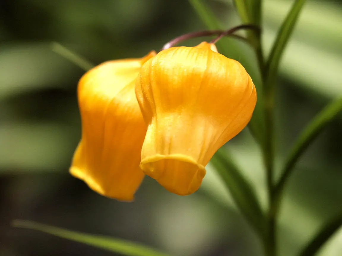Sandersonia (Christmas Bells; Chinese Lantern Lily)  A to Z Flowers