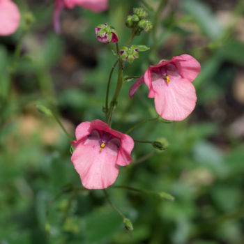 Diascia