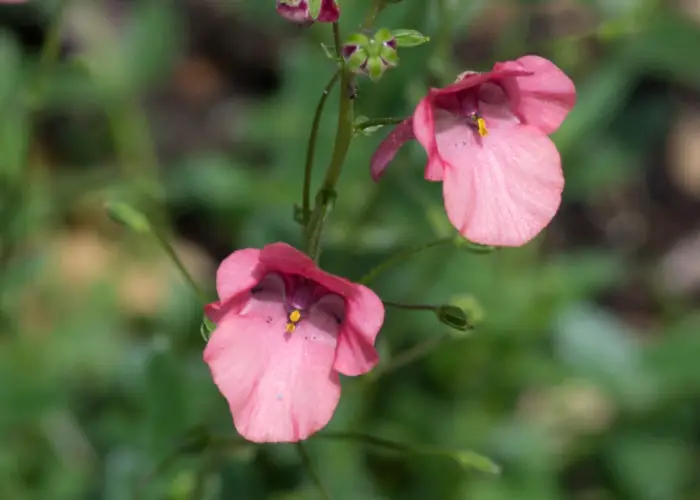 Diascia (Twinspur)