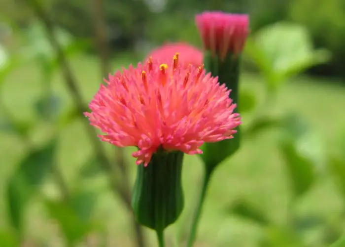 Emilia (Tassel Flower)