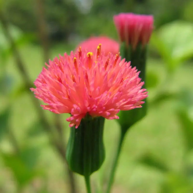 Flowers that symbolize Creativity A to Z Flowers