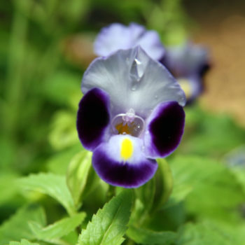 Torenia