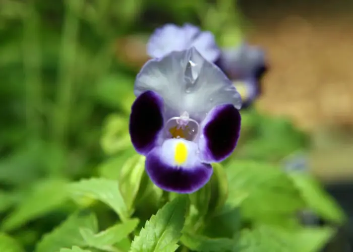 Torenia (Wishbone Flower; Bluewings; Clown Flower)