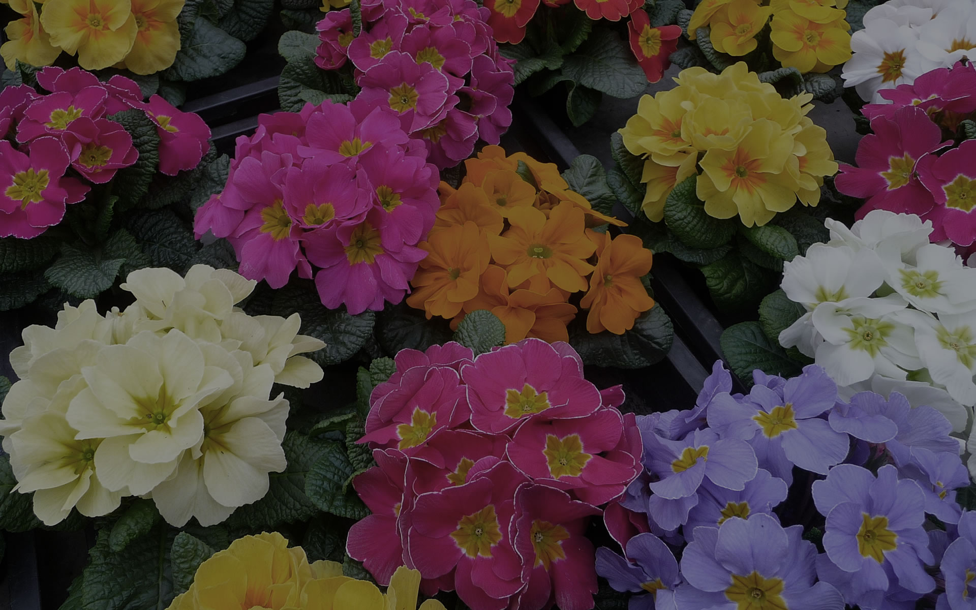 A to Z Flowers – The Ultimate Flower Database