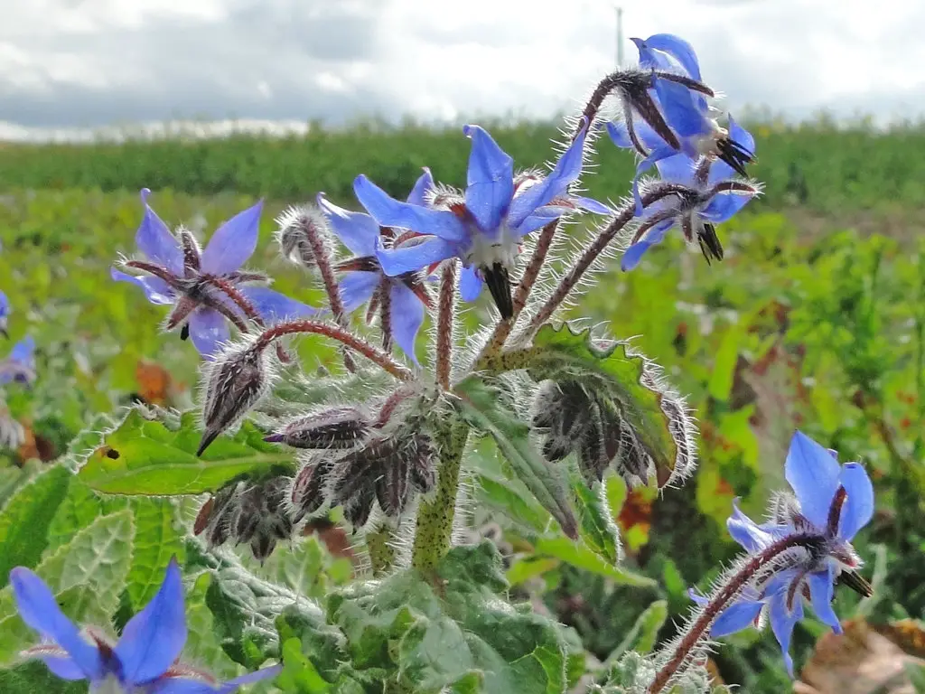 Borago Borage A To Z Flowers Borago Borage A To Z Flowers