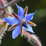 Borago