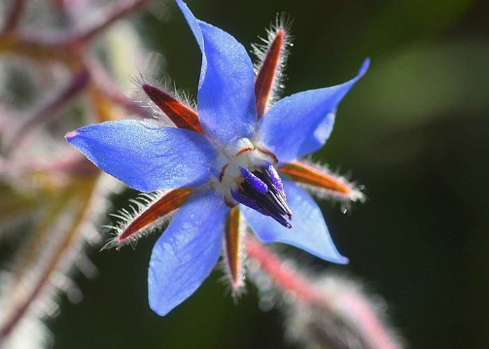 Borago (Borage)