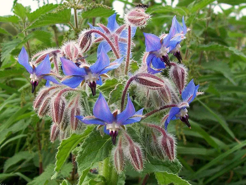 Borago Borage A To Z Flowers Borago Borage A To Z Flowers