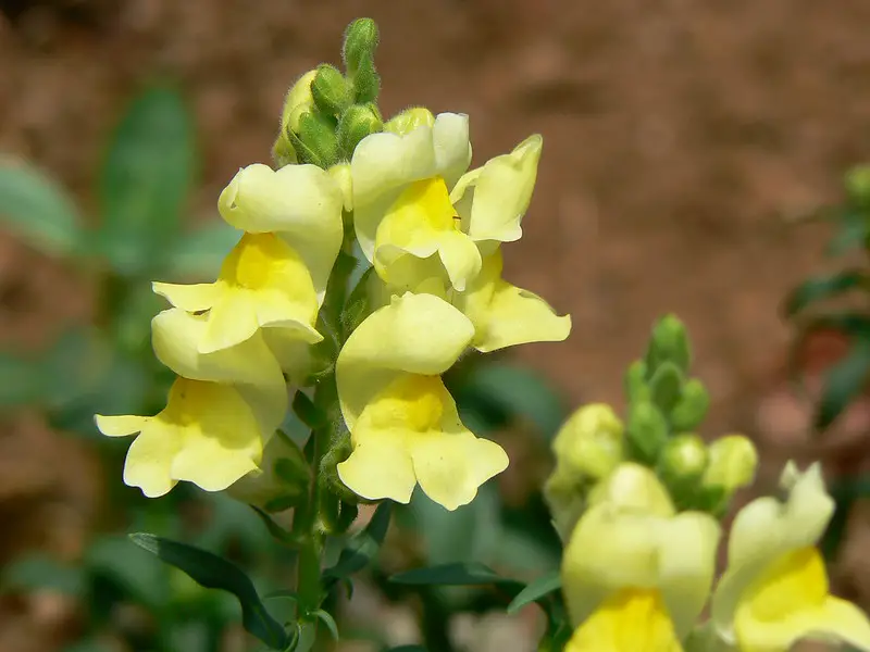 Antirrhinum is a Genus of Plants Commonly Known As Dragon Flowers or  Snapdragons. Foto de Stock - Imagem de mola, israel: 151534768