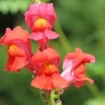 Antirrhinum