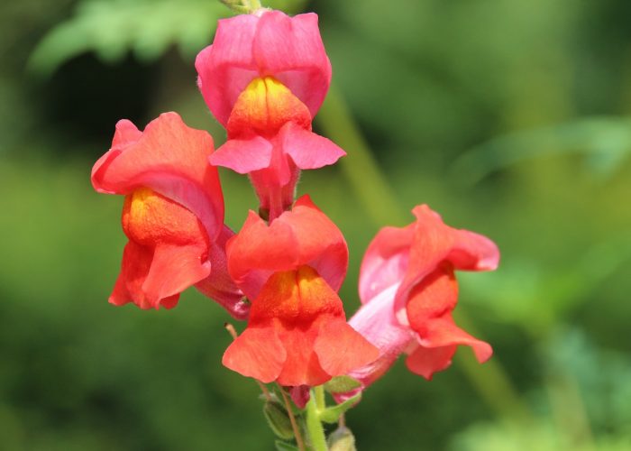 Antirrhinum (Snapdragon; Dragon Flower)