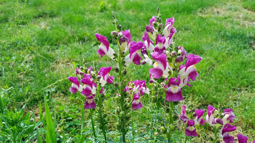 Antirrhinum is a Genus of Plants Commonly Known As Dragon Flowers or  Snapdragons. Foto de Stock - Imagem de mola, israel: 151534768