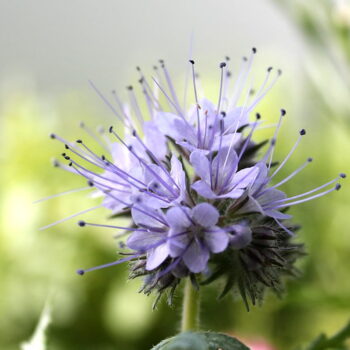 Phacelia