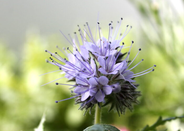 Phacelia (Scorpionweed)