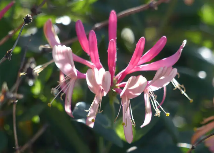 Lonicera (Honeysuckle)