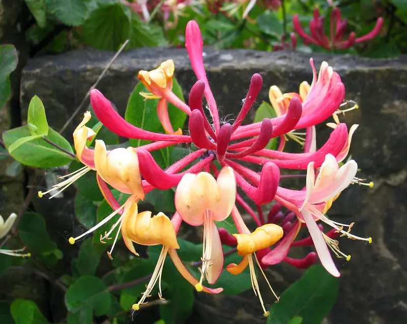 Lonicera (Honeysuckle) .